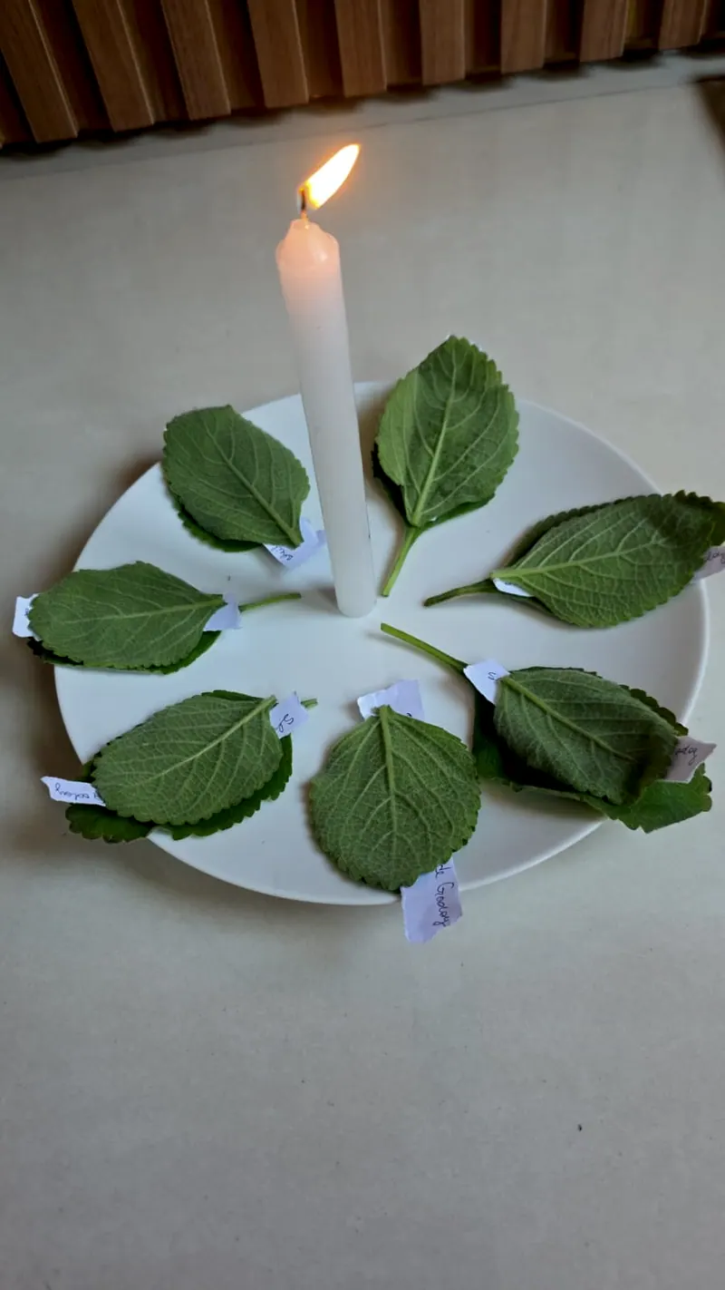 Folhas verdes com nomes escritos à mão ao redor de uma vela branca